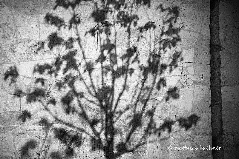 Baum-Schatten (1).jpg